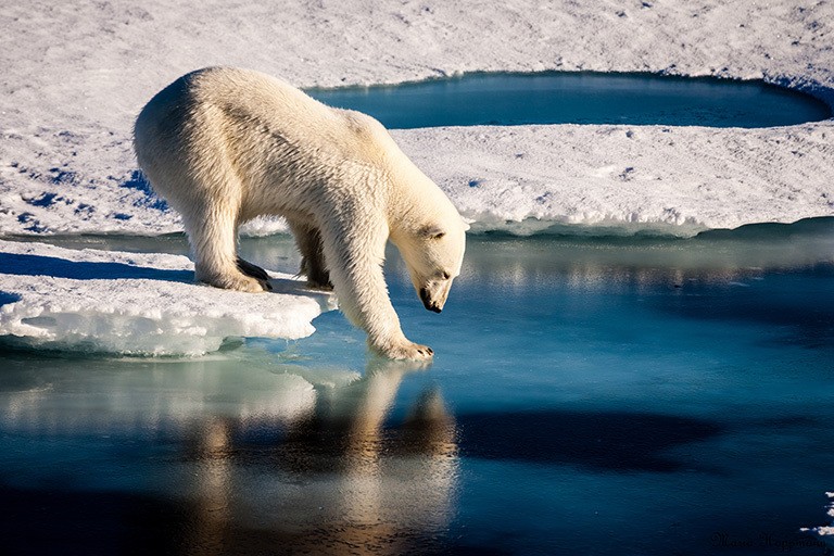 Polar Bears, Educational Resources