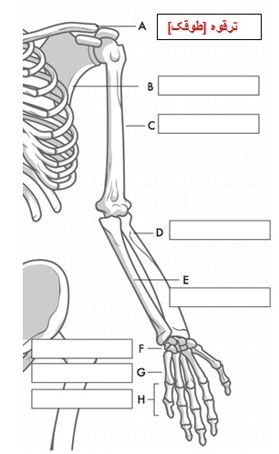 bones-arm_-pashto_-_.jpg