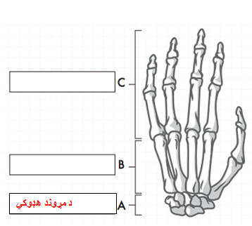 bones-hands-feet_-_pashto.png