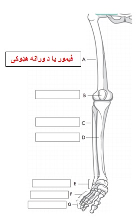 bones-leg_-_pashto.jpg