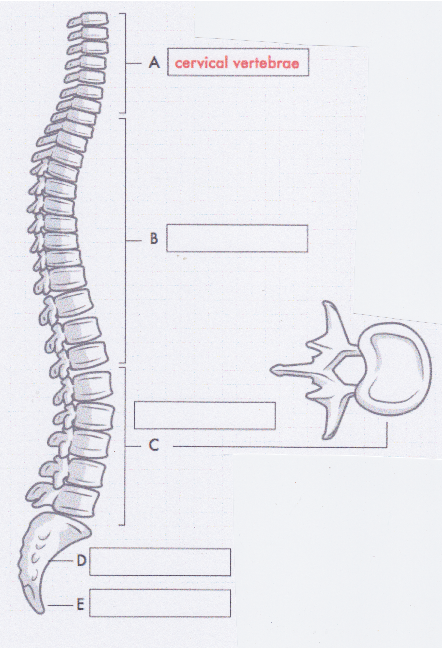 bones-spine_-_pashto-1.doc.png