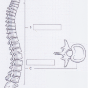 large_bones-spine.png