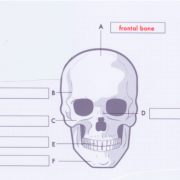 large_bones_skull_0.png