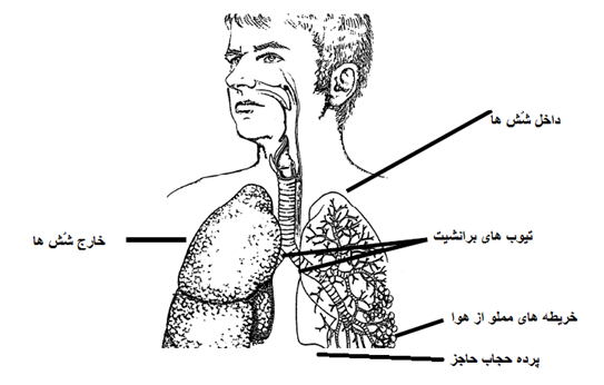 respiratry_system-farsij-1_0.png