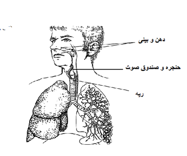 respiratry_system-farsijpg_0.png