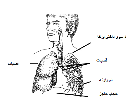 respiratry_system.2jpg.png